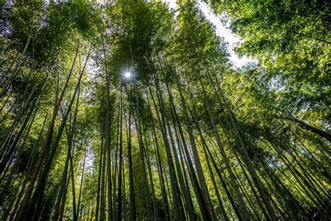 A Floresta de Bambu da Vila de Yuxi - Um Sonho Verde Encantador e um Refúgio Tranquilo!